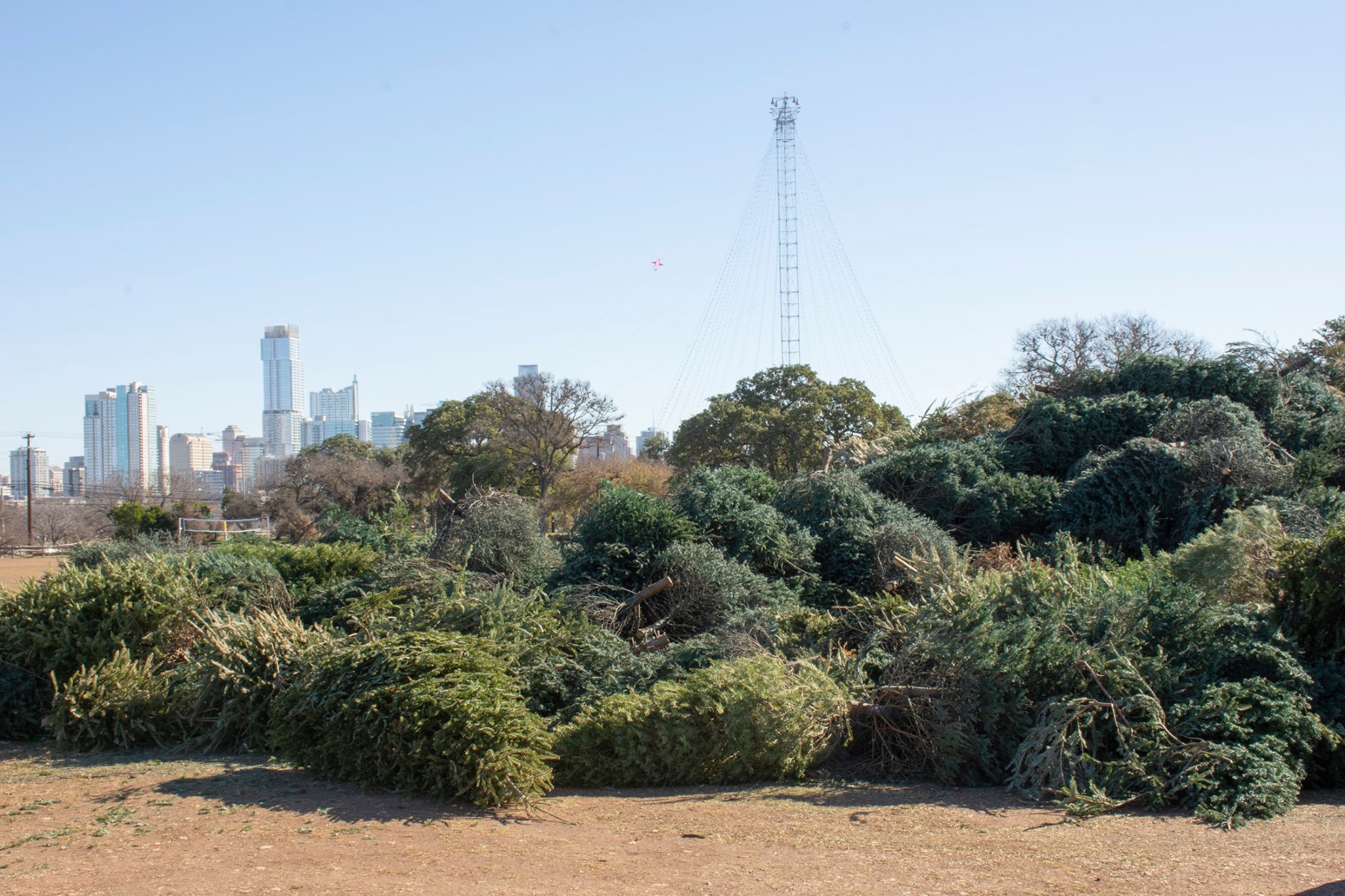 'Tis the Season for Holiday Tree Recycling
